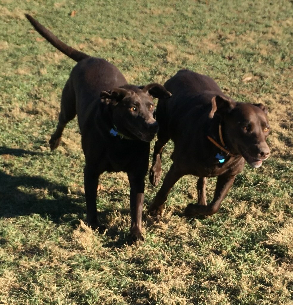 IMG_9673 Greenlin Lambs Gap Flickr