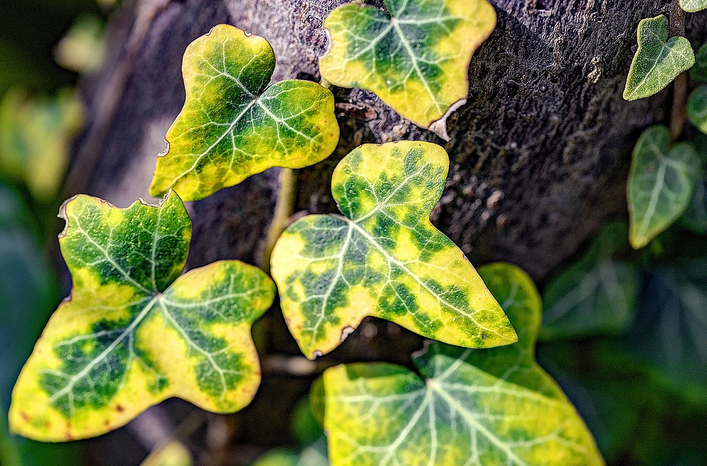LA RAMPICANTE SEMPREVERDE. EDERA. (HEDERA HELIX). Al gener… Flickr