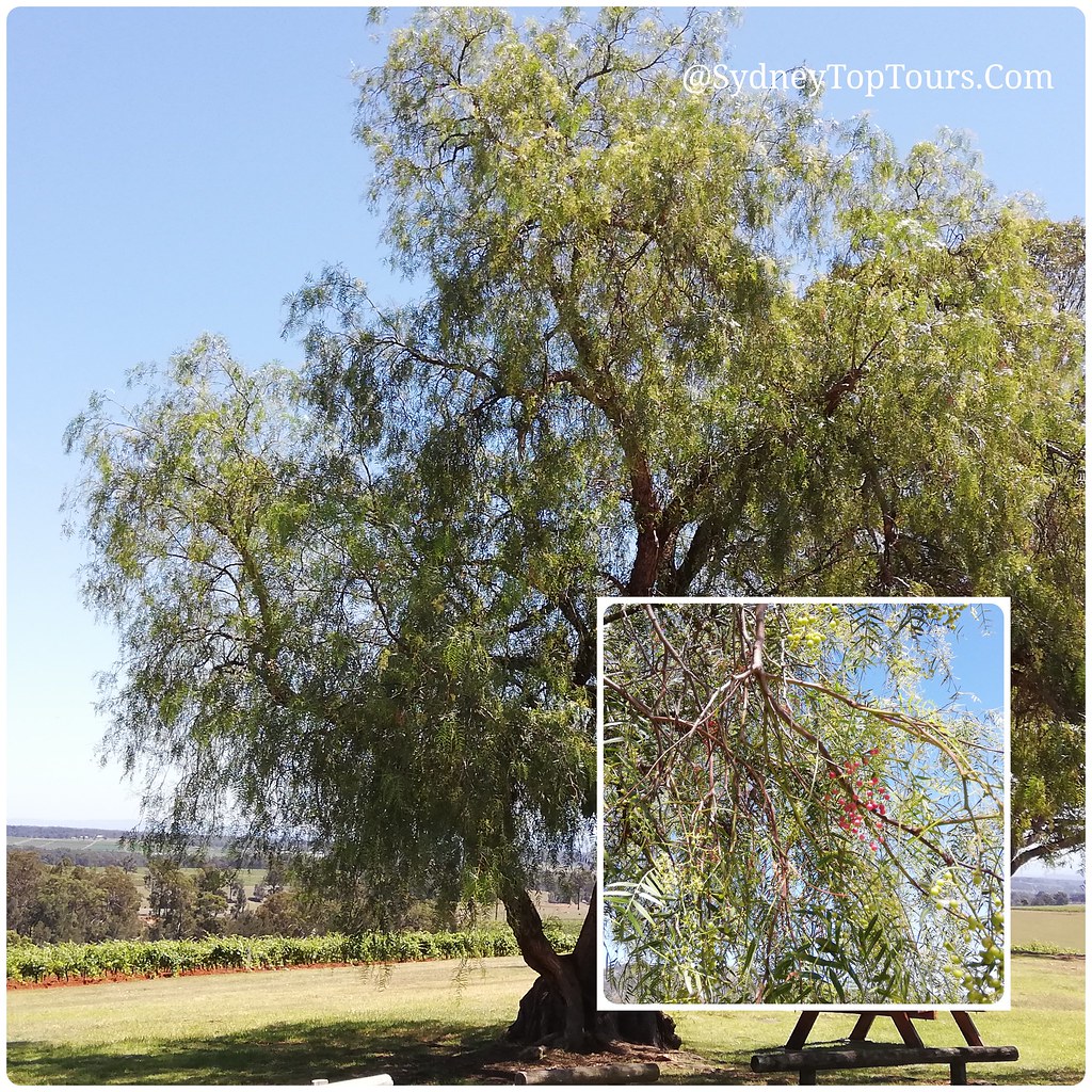 Australian Pepper Tree Hunter Valley _ SydneyTopTours com… Flickr