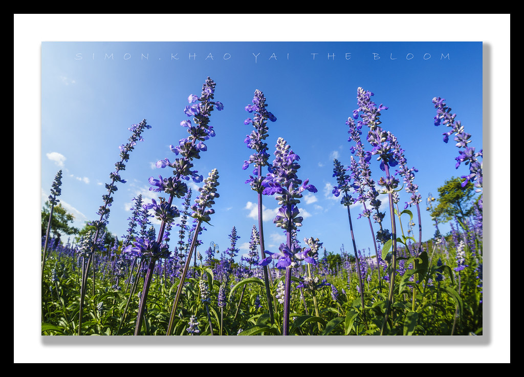 Khao yai Lavender bloom Simon Teo (supersimon27) Flickr