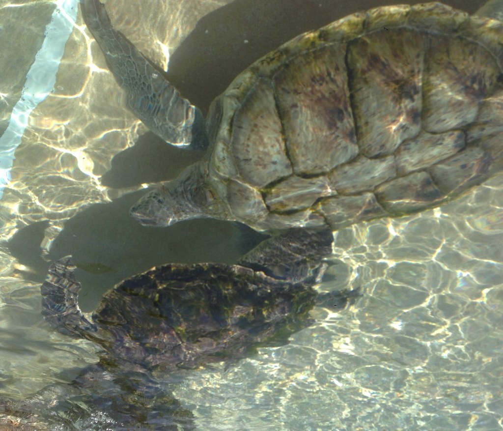 20141006 Grand Cayman Turtle Farm 20141006