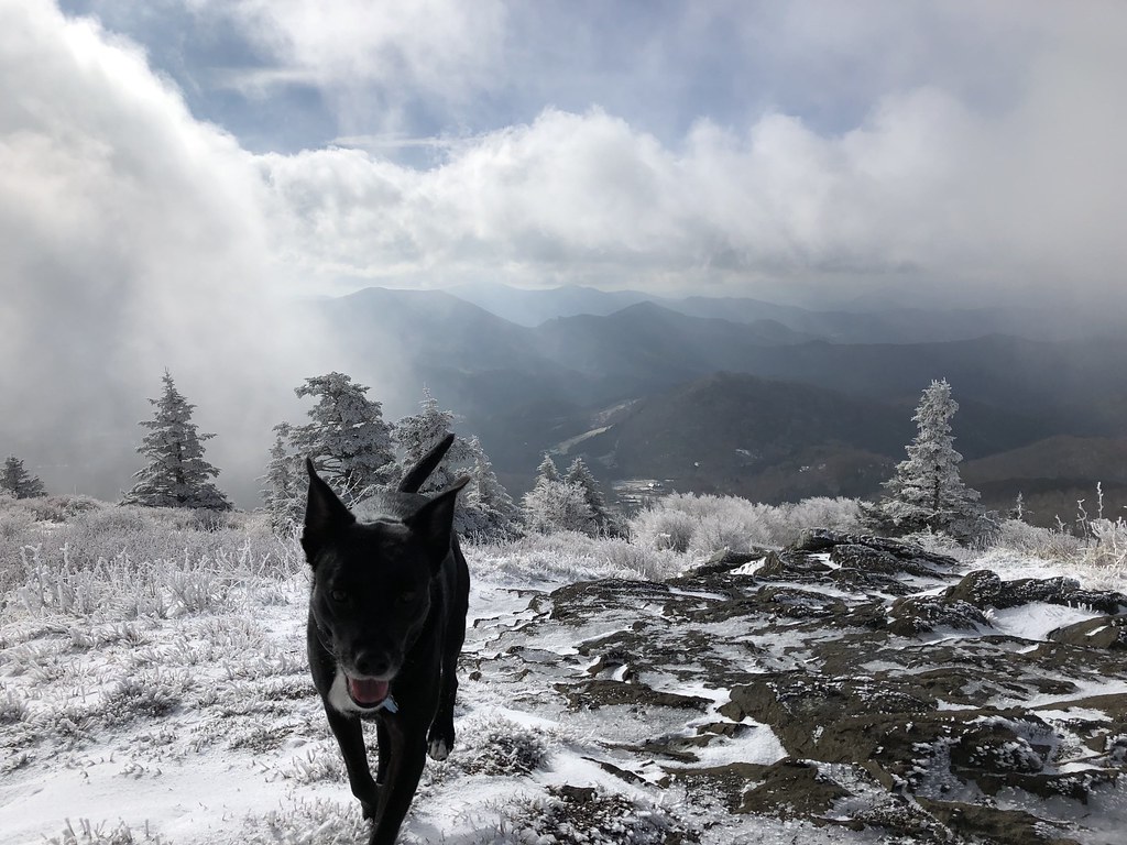 Roan Mountain, Appalachian Trail Carvers Gap, TN Catherine Cole Flickr