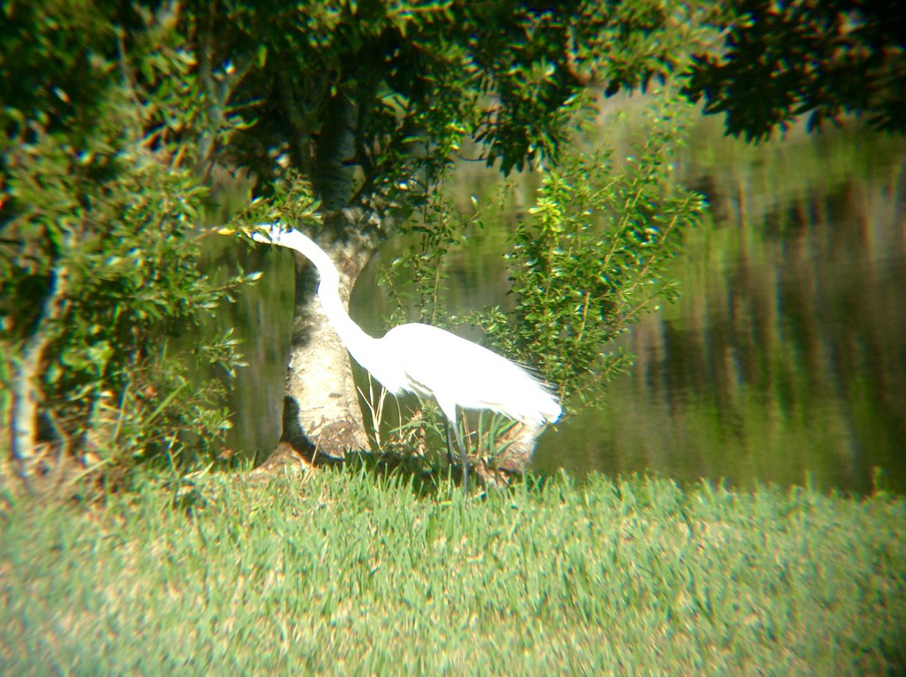 Bird eating in my backyard1 Wayne Perry Flickr