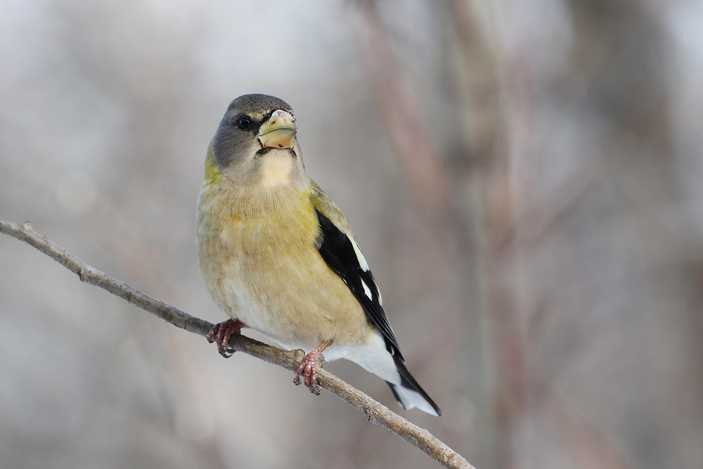 Dewberry Trail 2019 Flickr