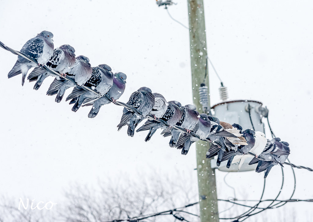 Pigeons trying to keep warm on a very cold winter day DSC_… Flickr