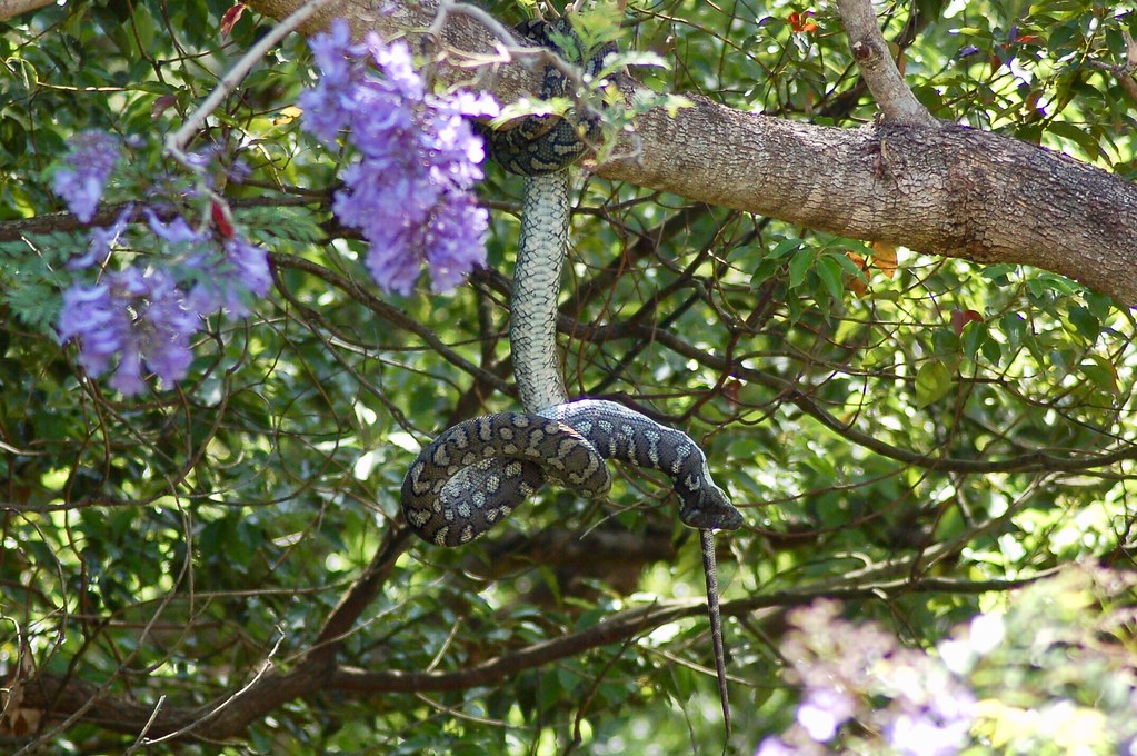 Python eats lizard stage 5 Carpet python slowly swallows… Flickr