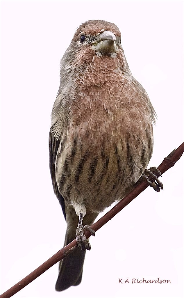 House Finch male (Haemorhous mexicanus) 02 Thomson Marsh,… Flickr