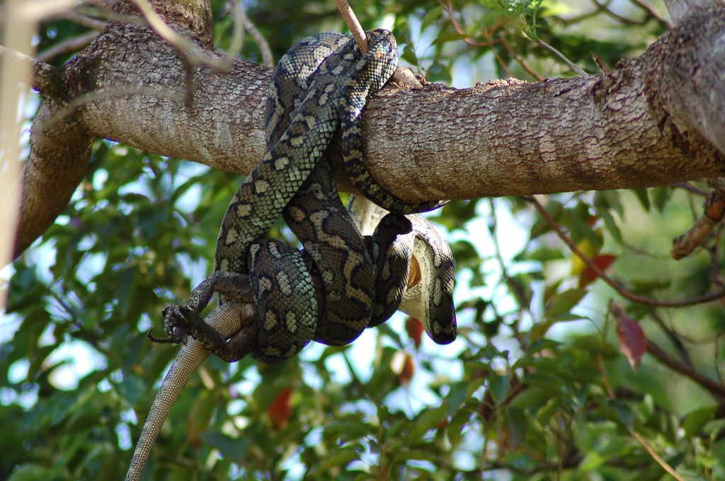 Python eats lizard stage 1 Carpet python slowly swallows… Flickr