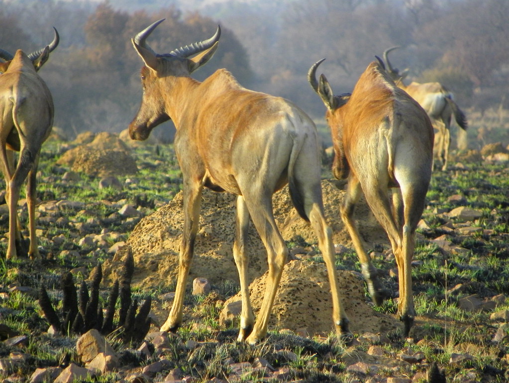 Basterhartbees Tsessebe3 William Solomon Flickr