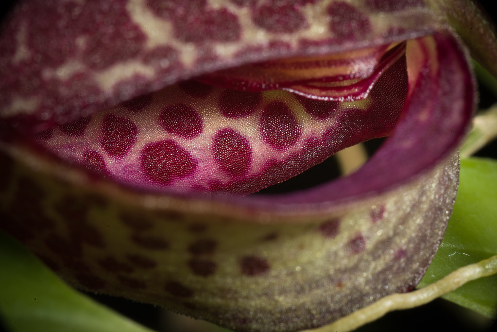 [Ecuador] Zootrophion ximenae (Luer & Hirtz) Pfahl, Intern… Flickr