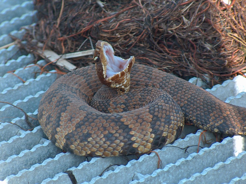 Cottonmouth Taken near Virginia beach. I nearly stepped on… Flickr