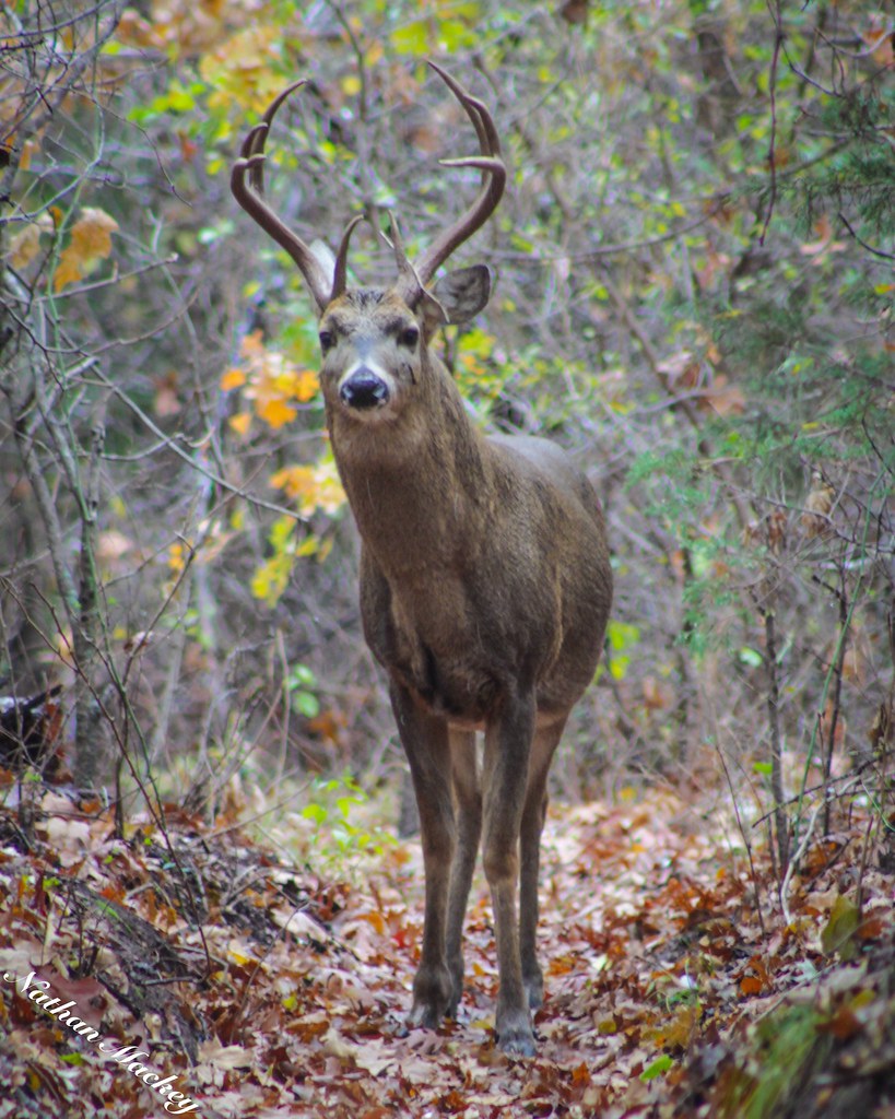 Whitetail deer. Wichita Mountains Wildlife Refuge Whitetai… Snakes