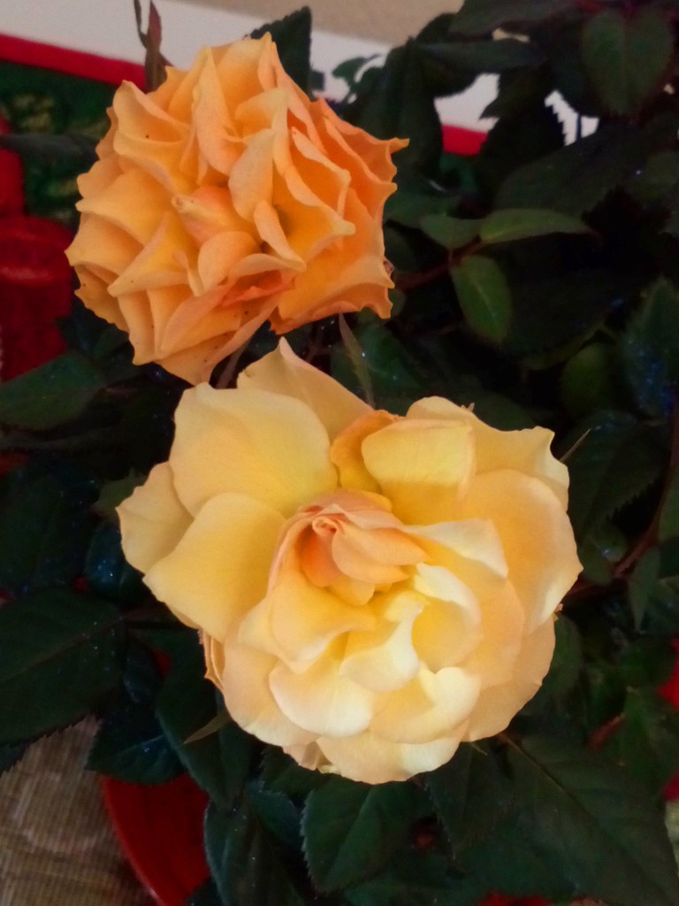 Roses Are Beautiful Together... Dave Photography... Flickr