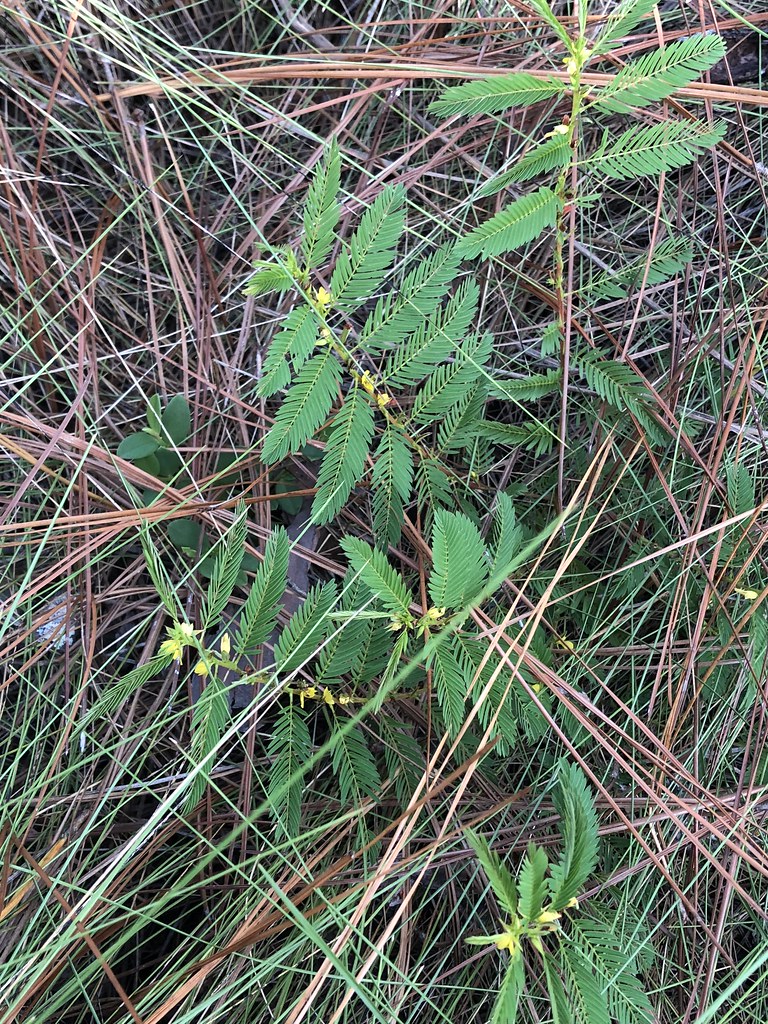 Dendrology Photo Quest Flickr