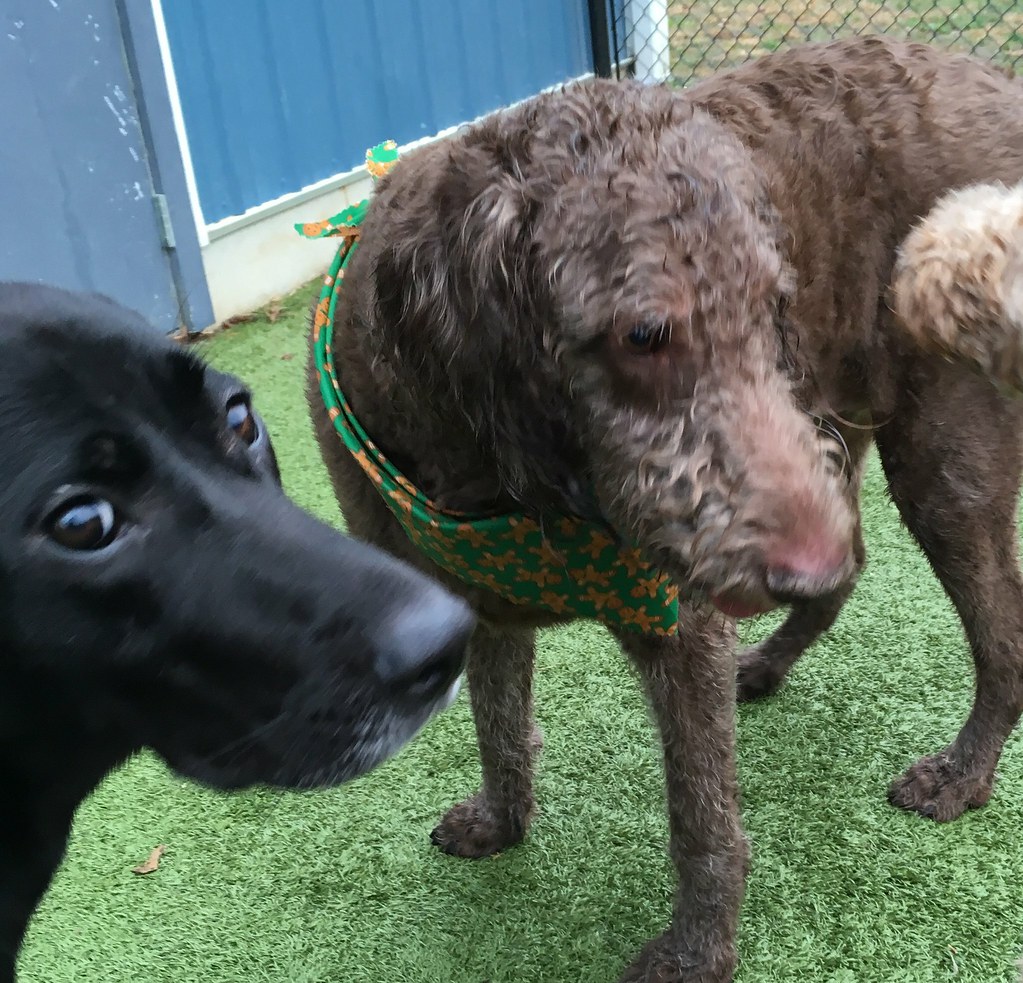 IMG_1015 Greenlin Lambs Gap Flickr