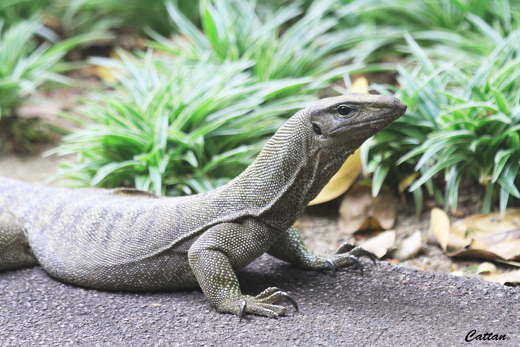 Komodo Dragon, Singapore botanical Garden Komodo Dragon
