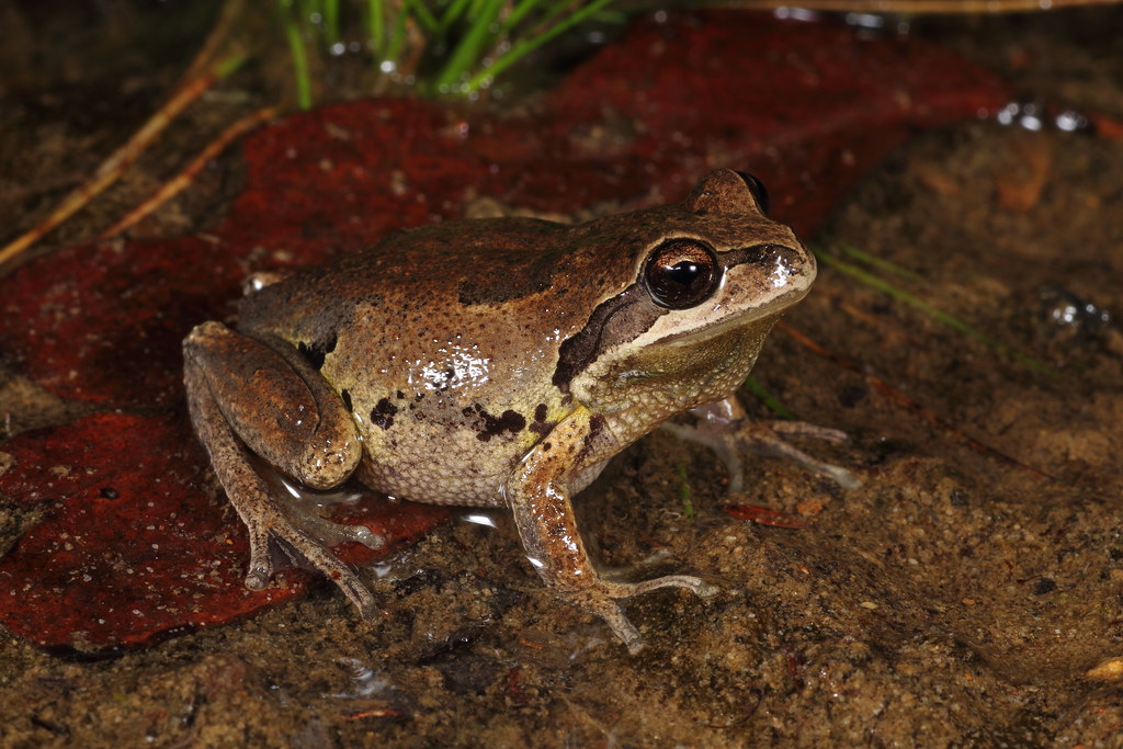 All sizes Whistling tree frog (Litoria verreauxii) Flickr Photo Sharing!