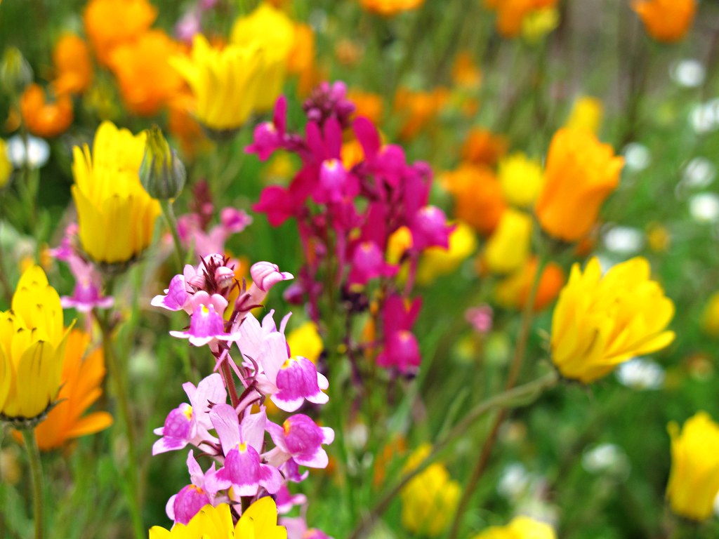 "Spring comes the flowers learn their colored shapes." Flickr