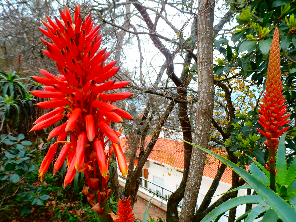 Floral Effects Robert Grant Flickr