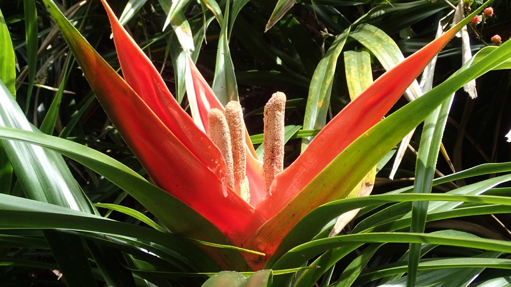 Kokee flower Randall Roe Flickr