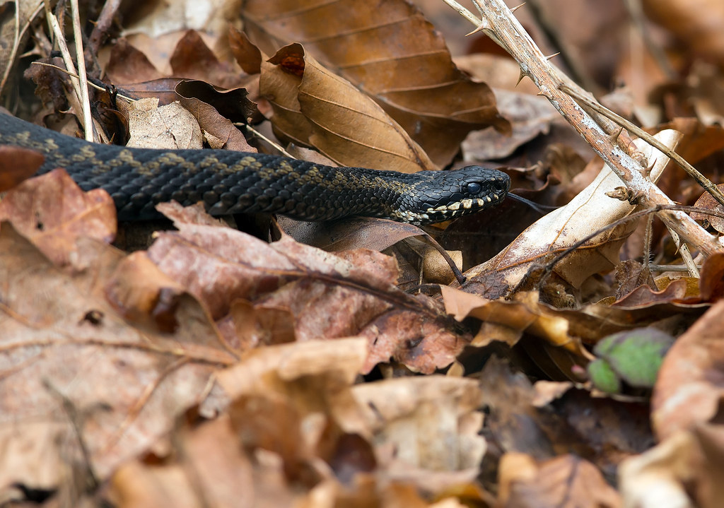 Adder "Noname" RSPB Minsmere Whistling Joe Flickr