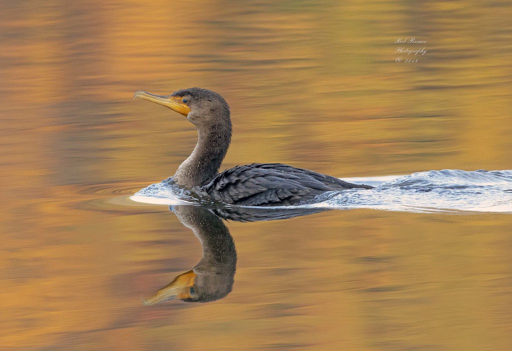 Doublecrested Cormorant. Peace Valley Park. Pa. Many than… Flickr