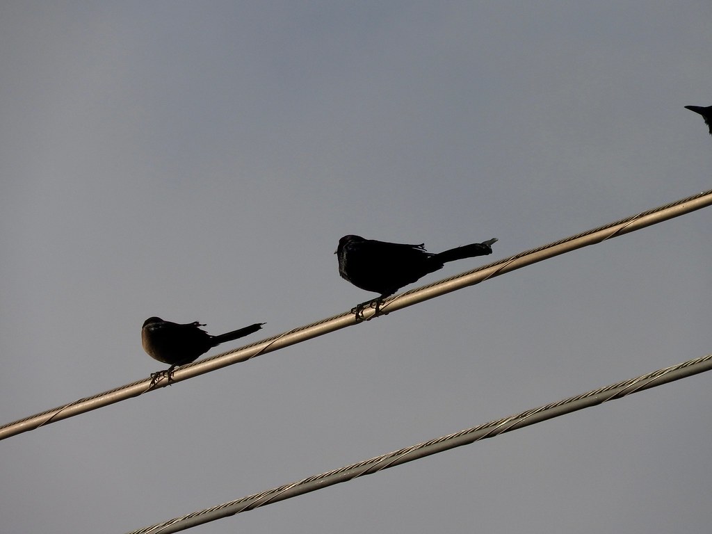 Van Horn, Texas Birds on a wire in Van Horn, Texas. See Mo… Flickr