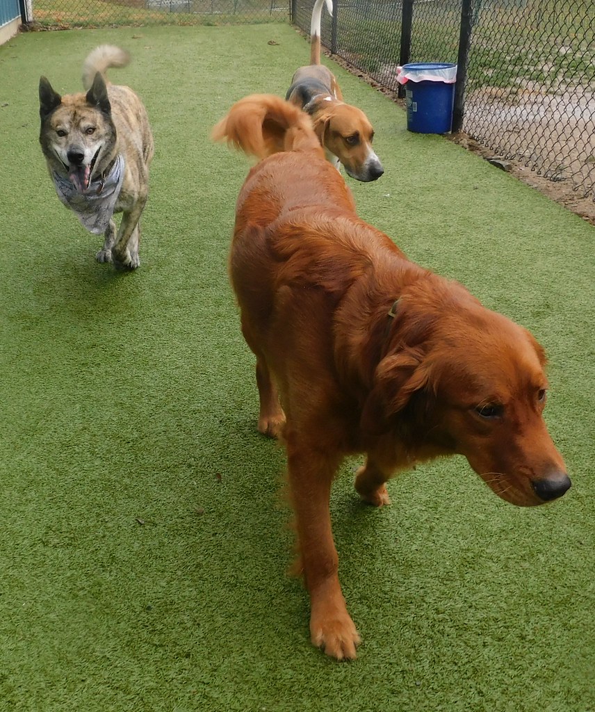 Greenlin Lambs Gap Flickr