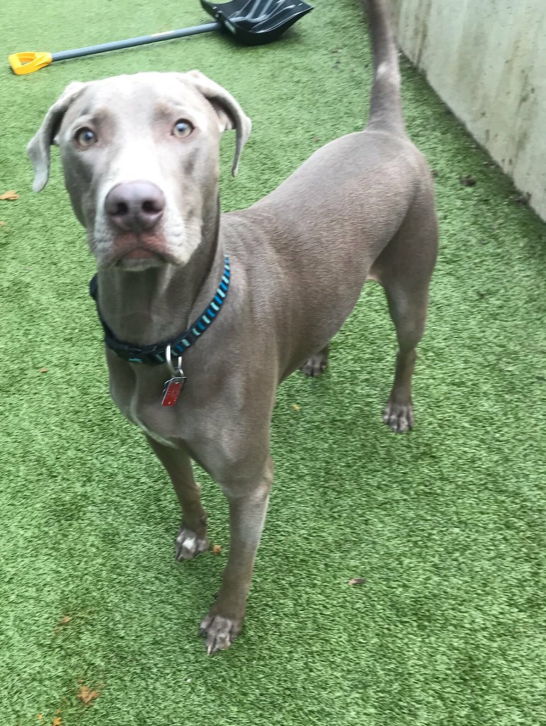 IMG_9543 Greenlin Lambs Gap Flickr