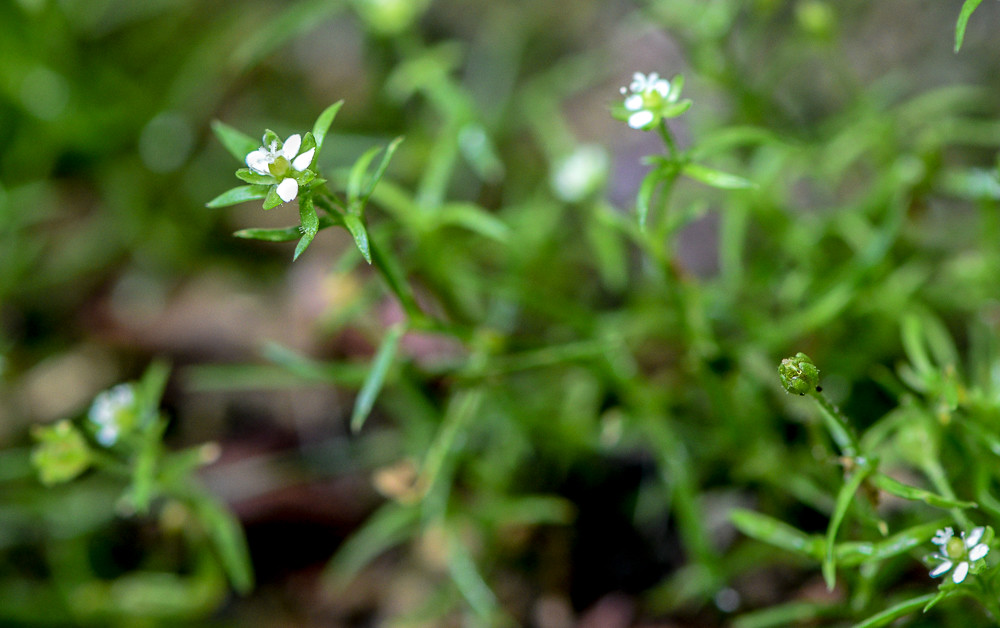 Sagina subulata Glyndon Park, Reisterstown quad, 62418