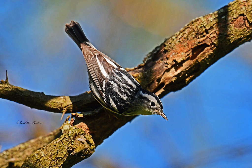 Black and White Warbler Charlotte Norton Flickr