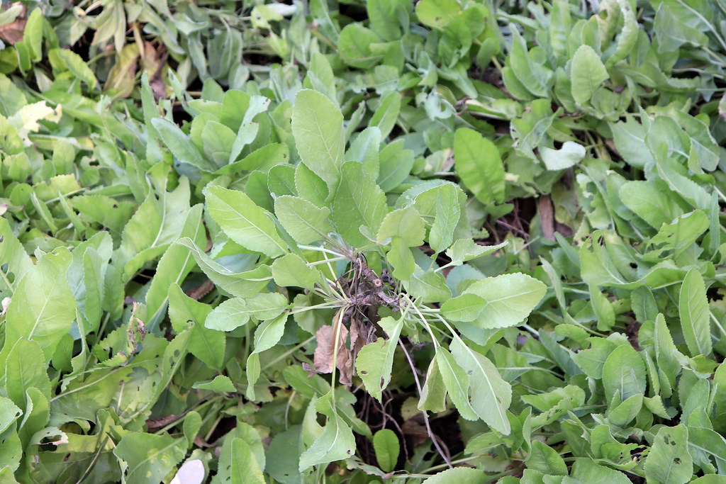 Chrysanthemum balsamita, Arcadia, LA County Arboretum, 201… Flickr