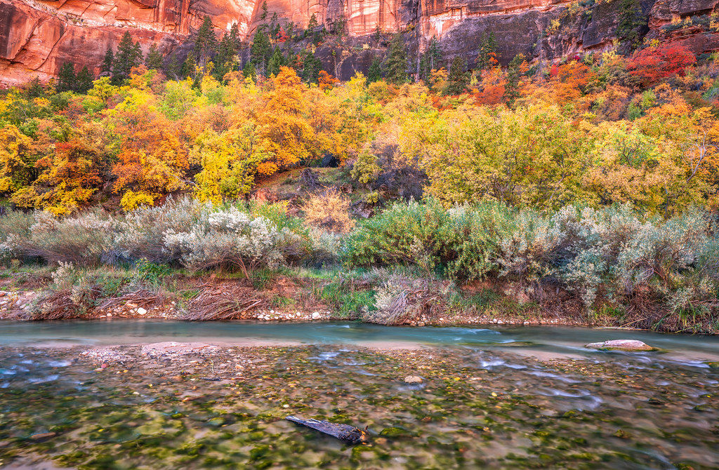 Zion Big Bend Hike Peak Fall Colors! Zion National Park Fall Foliage