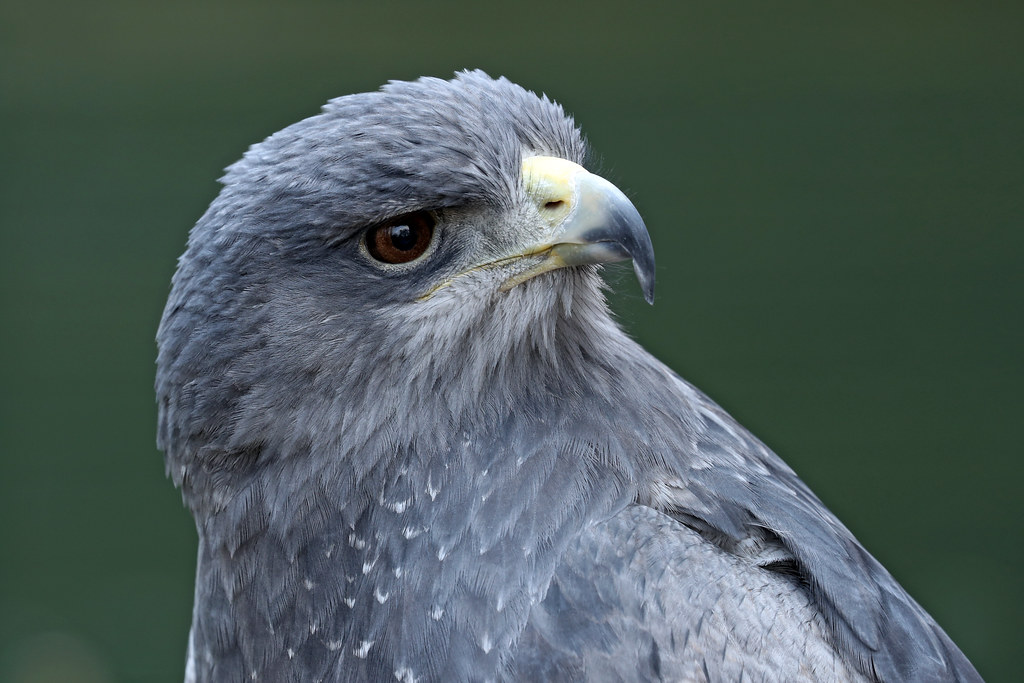 The Rulers of the Sky Chilean Blue Eagle Geranoaetus melanoleucus by...