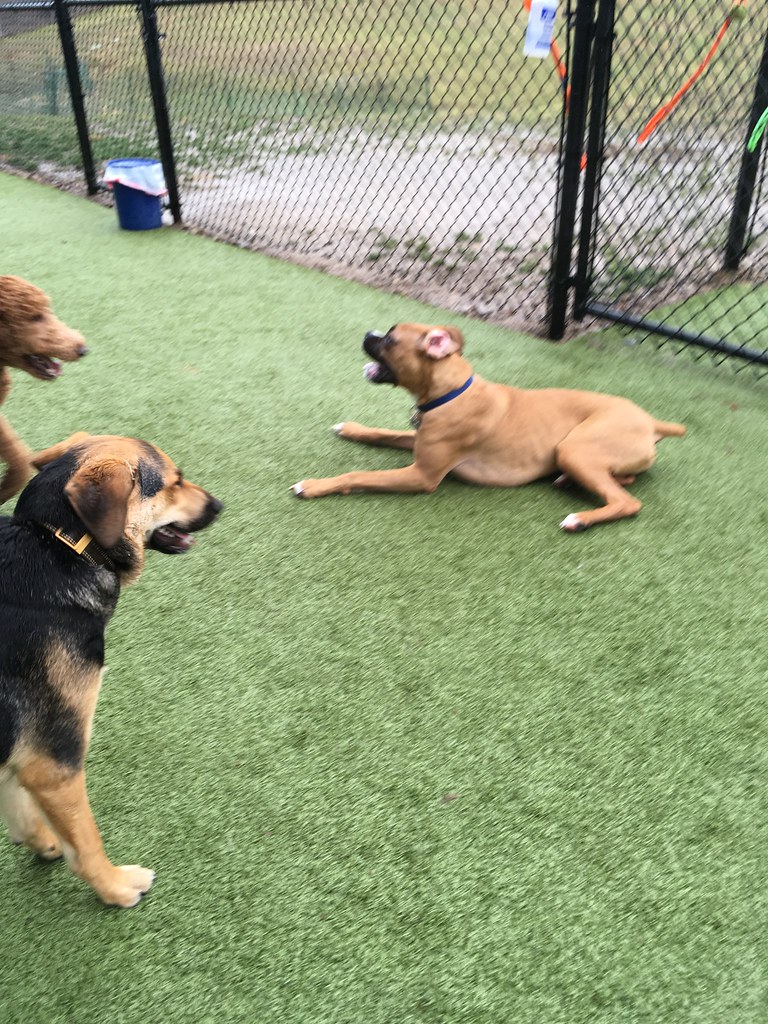 IMG_0726 Greenlin Lambs Gap Flickr