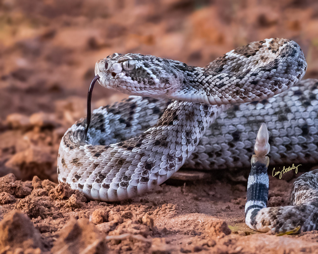 Baby Western Diamondback Rattlesnake, Hidalgo Co., TX Flickr