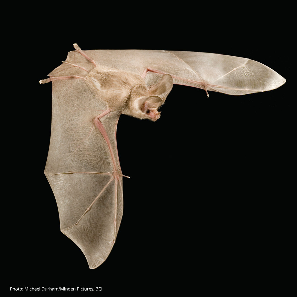 Leaf Nosed Bat
