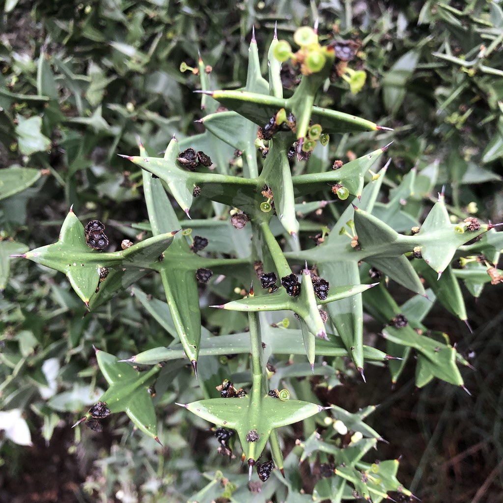 A Most Curious Plant The Anchor Plant, from southern