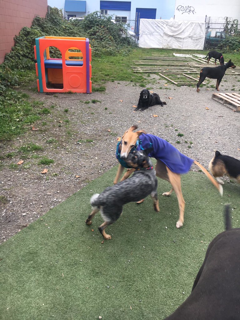 best christmas holidays holiday special dog boarding hotel… Flickr