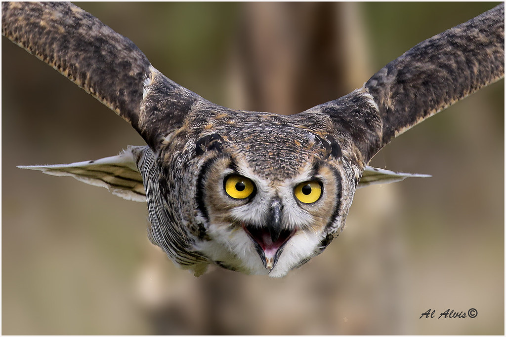 GREAT HORNED OWL IN FLIGHT CLOSE UP CC8A9881 al alvis Flickr