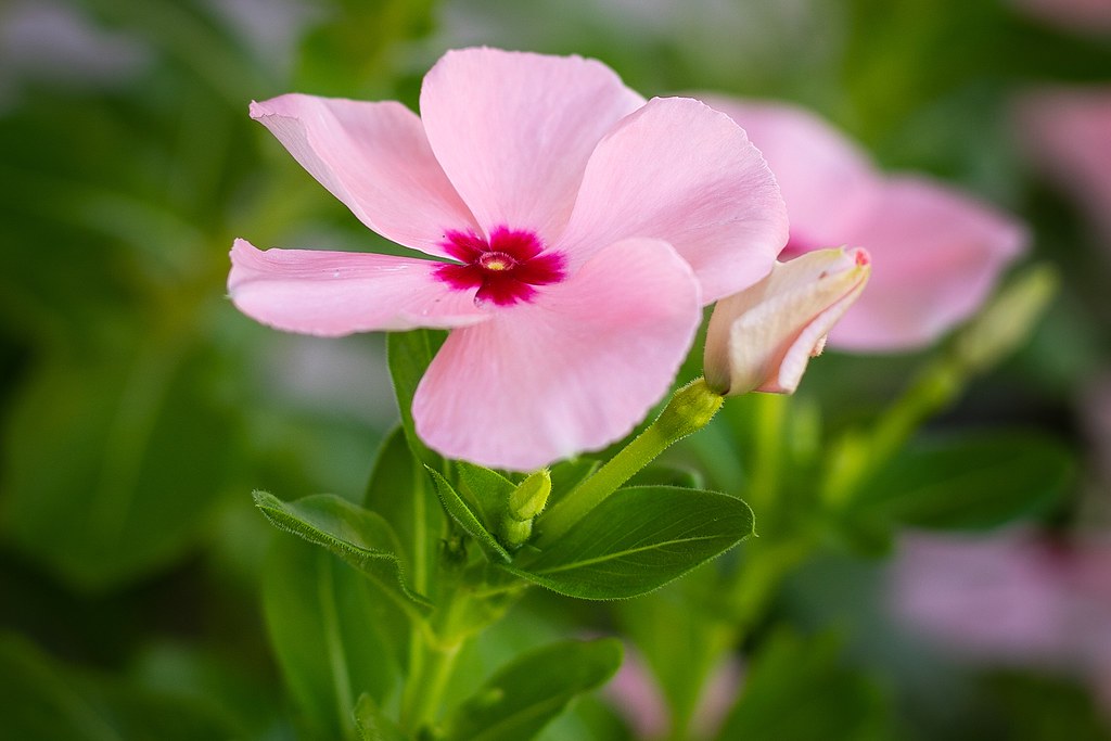 Pink Vincas Michael Brown Flickr