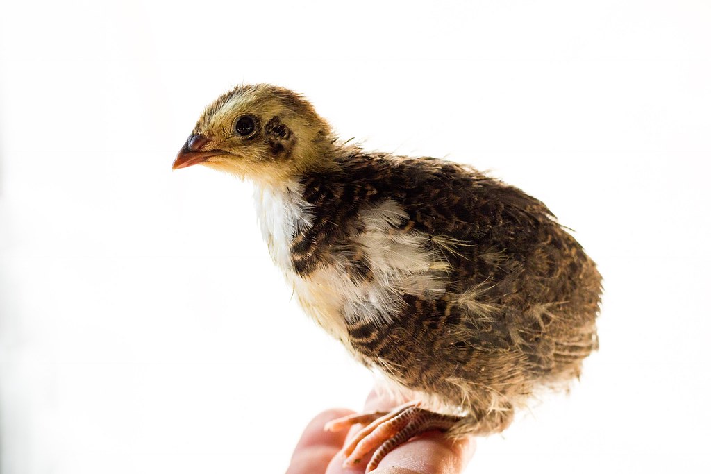 Baby Coturnix Quail 3 Weeks Incubator baby Anna Douglas Flickr