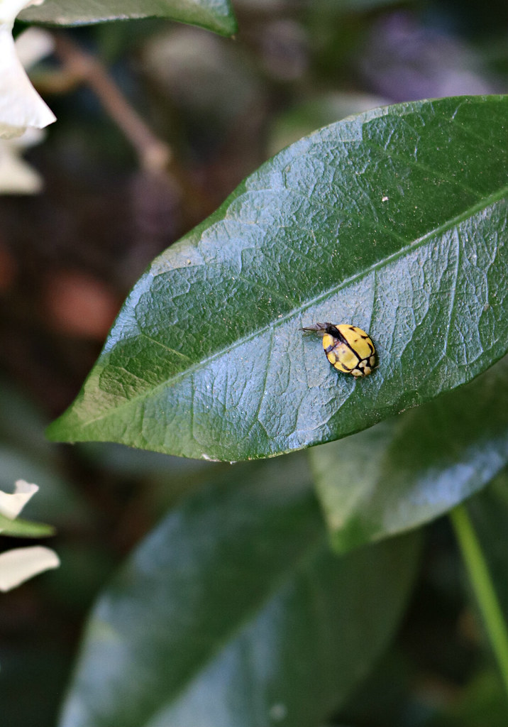 2018 Sydney Yellow Ladybird Ladybirds are also known as l… Flickr