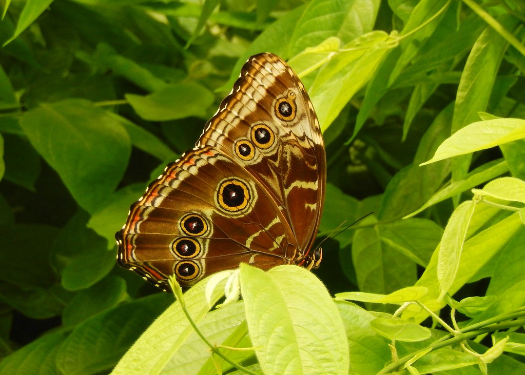 Unidentified Butterfly, Butterfly House, Hershey Gardens, … Flickr