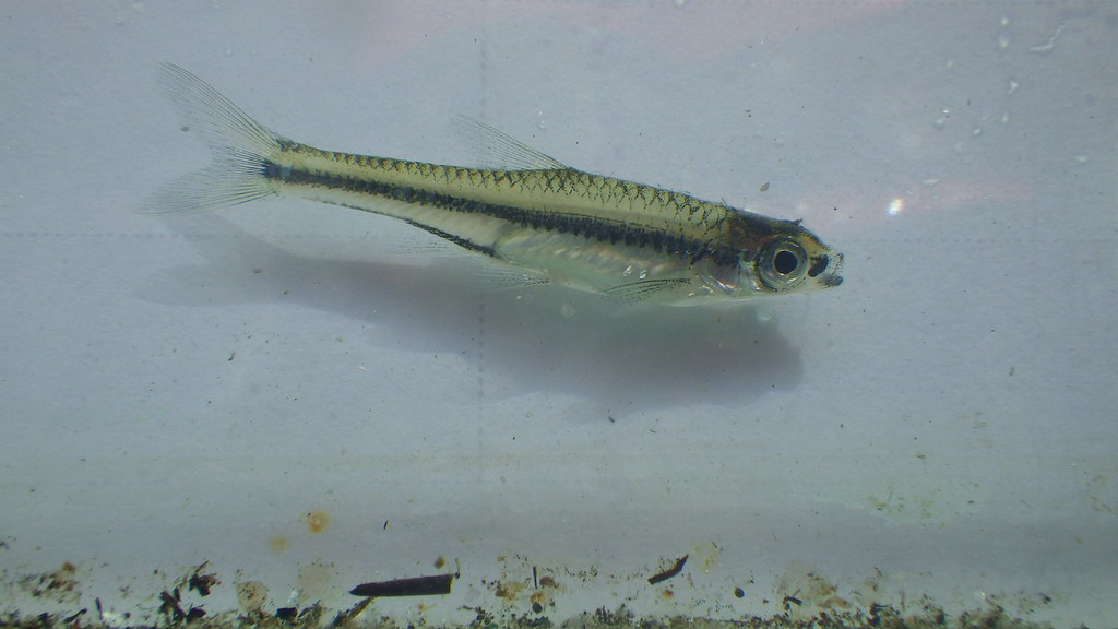 Blackmouth Shiner (Notropis melanostomus) FWC Fish and Wildlife