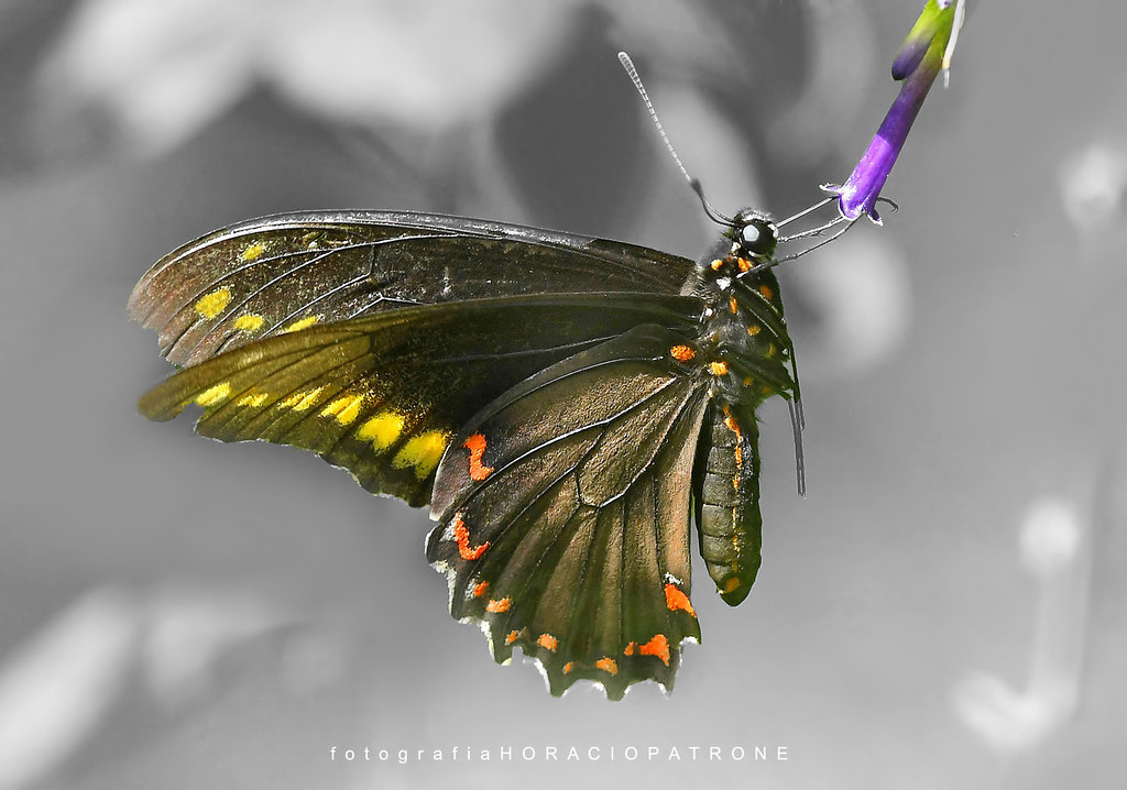 MARIPOSA BORDE DE ORO ( Battus Polydamas ) libando en vu… Flickr