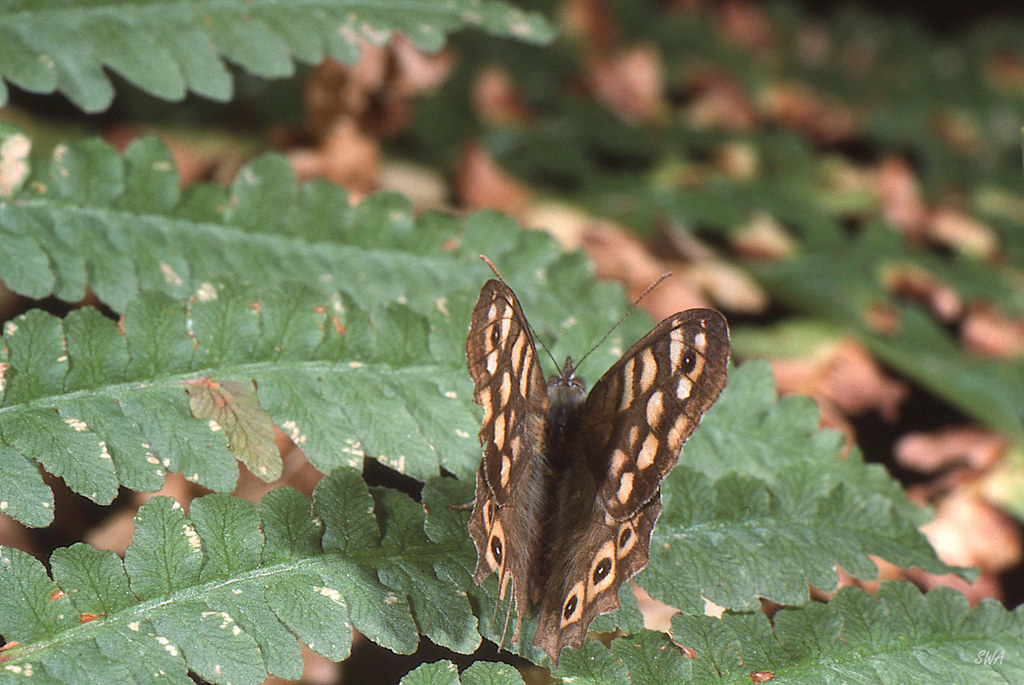 France SWA Photo Flickr