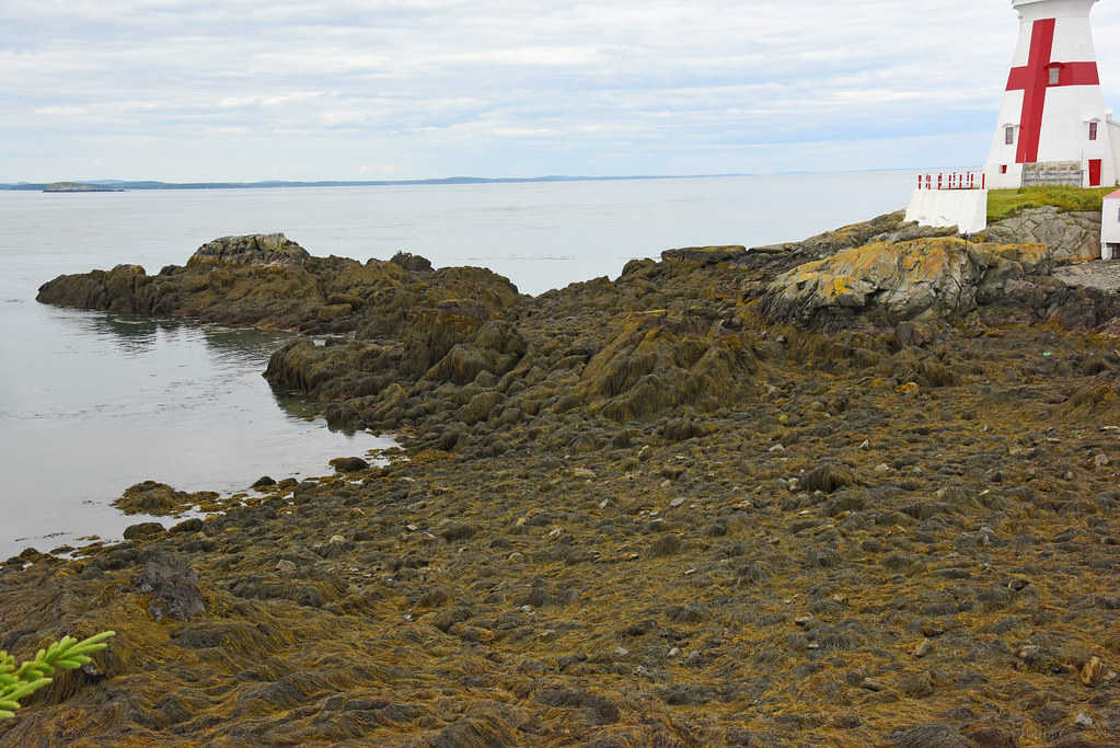Campobello_2018 07 12_2704 At the Head Harbour Lightstatio… Flickr