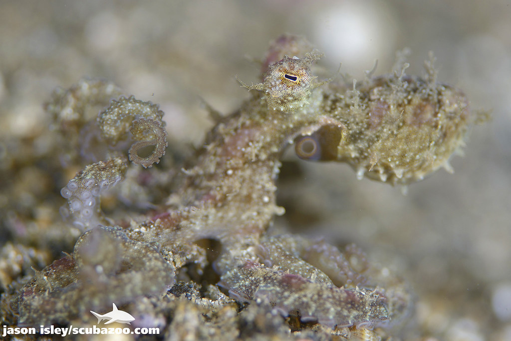 Algae octopus Abdopus aculeatus Jason isley Flickr