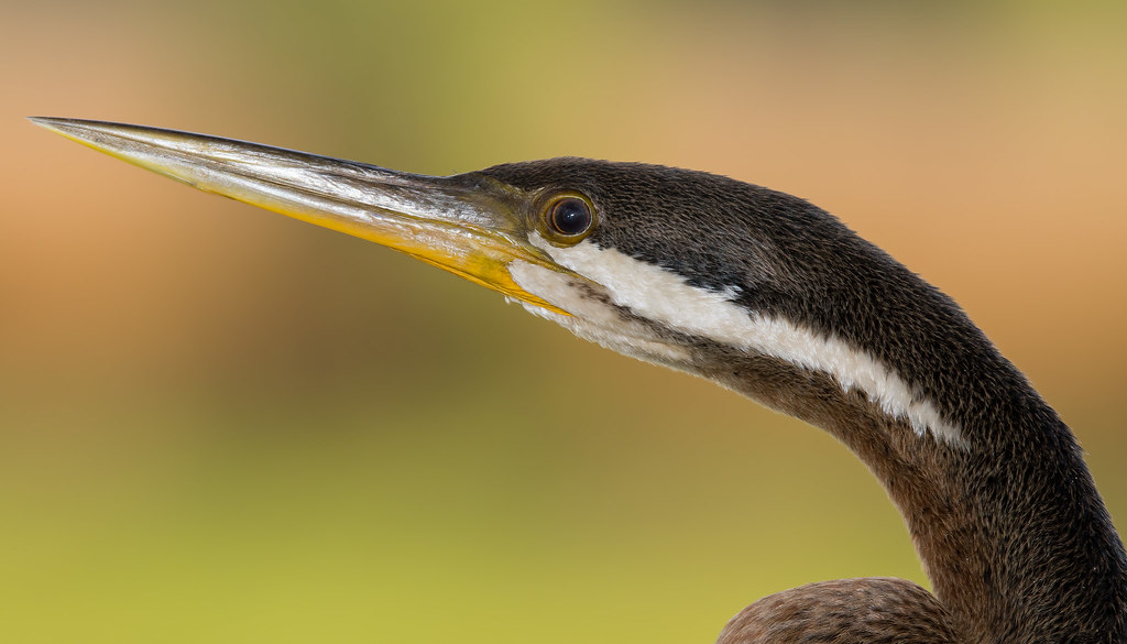 Australasian Darter (Anhinga novaehollandiae melanogaster)… Flickr